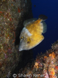 White Spotted Filefish (Cantherhines macrocerus)
Diving ... by Shawn Rener 